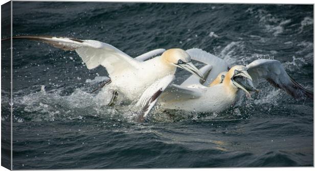 Fighting Gannets Canvas Print by Kevin Winter