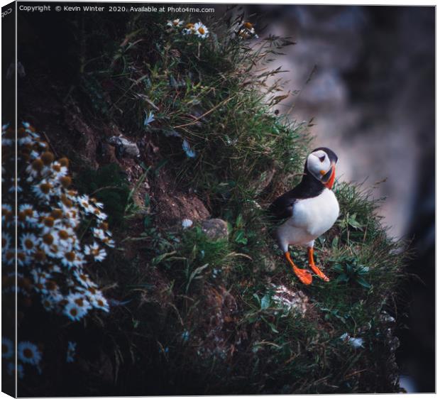 Lone Puffin Canvas Print by Kevin Winter