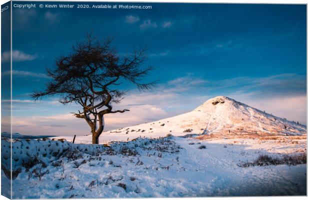 Snowy Roseberry Tree Canvas Print by Kevin Winter