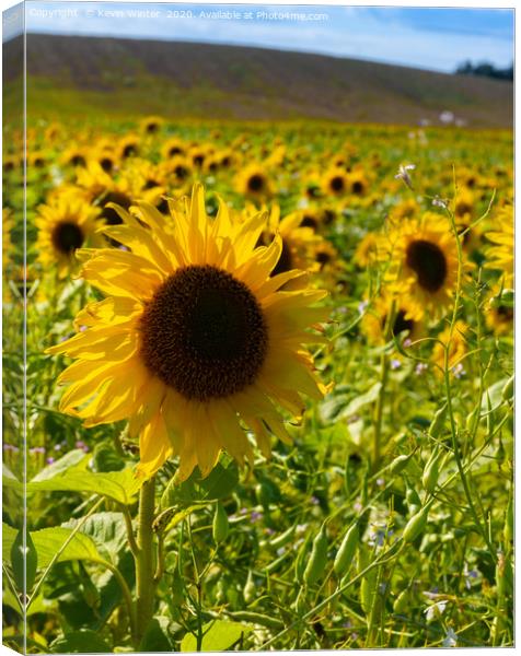 Sunflower field Canvas Print by Kevin Winter