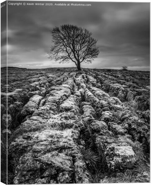 Malham Tree in Black and white Canvas Print by Kevin Winter