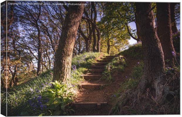 Steps to the Bluebells Canvas Print by Kevin Winter
