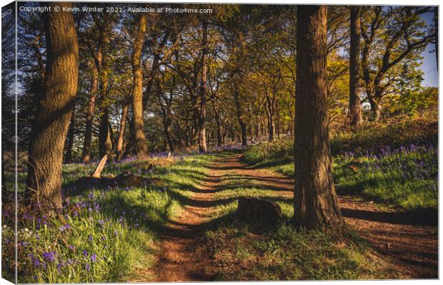 Path through the Bluebells Canvas Print by Kevin Winter