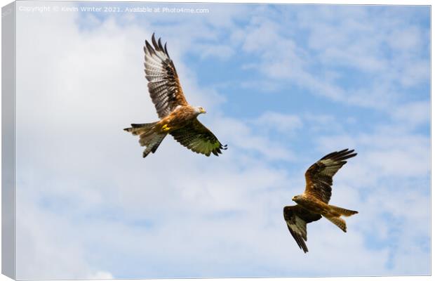 Red Kites circling for food Canvas Print by Kevin Winter
