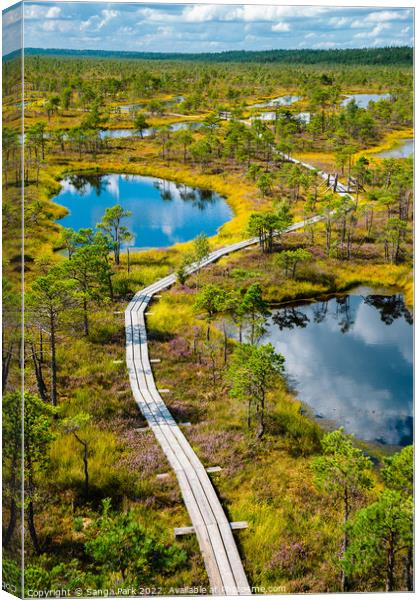 Kemeri National Park Bog trail in Latvia Canvas Print by Sanga Park