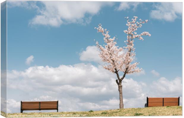 Cherry blossoms on the hill Canvas Print by Sanga Park