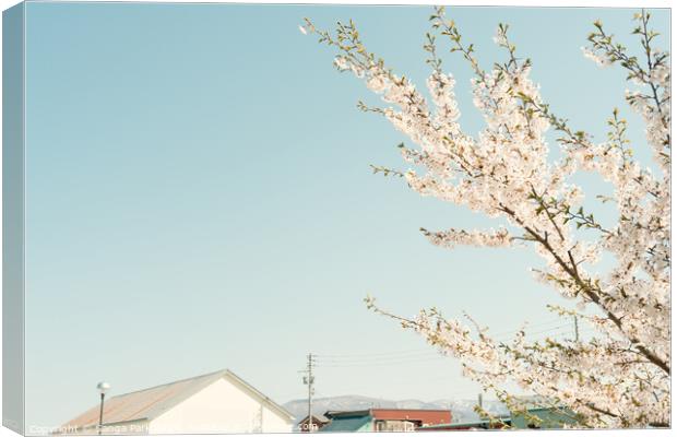 Cherry blossom and house in Japan Canvas Print by Sanga Park