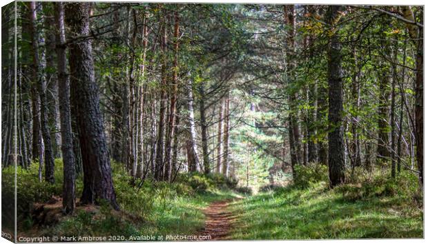Forest Path Canvas Print by Mark Ambrose