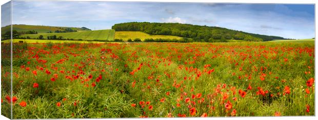 Poppies  Canvas Print by Alistair Duncombe