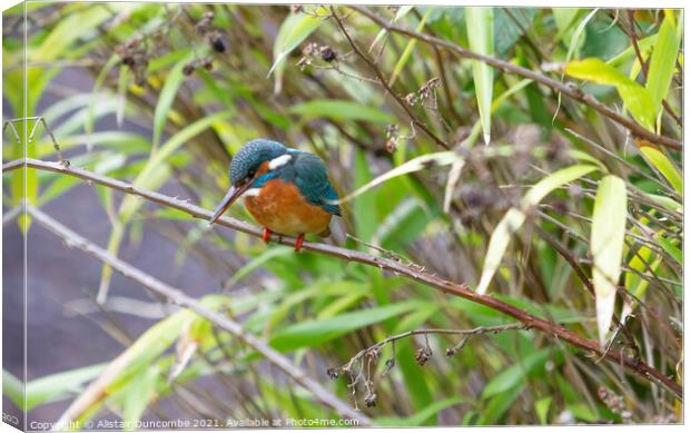 Kingfisher  Canvas Print by Alistair Duncombe