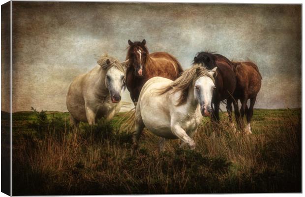 Gower Ponies Canvas Print by Roger Daniel