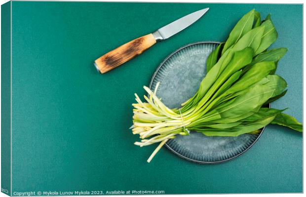 Ramson, bunch of wild garlic Canvas Print by Mykola Lunov Mykola