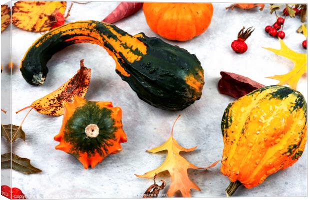 Autumn herbarium and pumpkins Canvas Print by Mykola Lunov Mykola