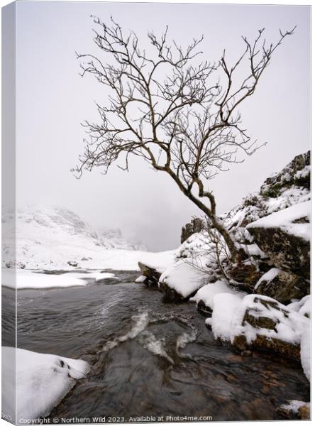 Glenco snow lone tree Canvas Print by Northern Wild