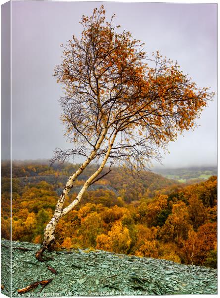 Heart tree Lake District Canvas Print by Northern Wild