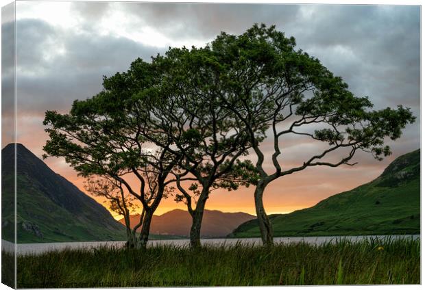Crummock Water Trees Canvas Print by Northern Wild