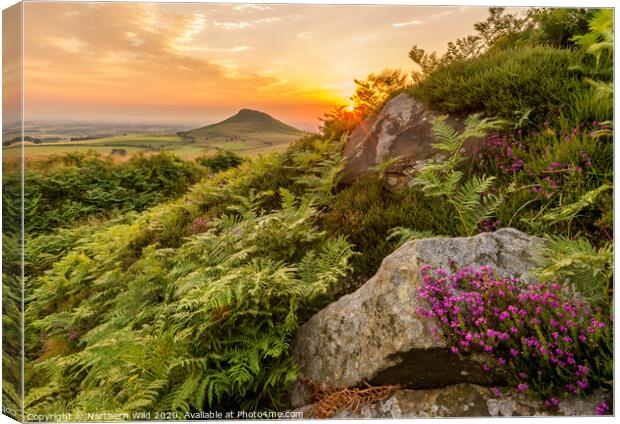 Roseberry Topping Heather Canvas Print by Northern Wild