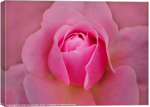 Pink Rose Canvas Print by Sree Mussunoor