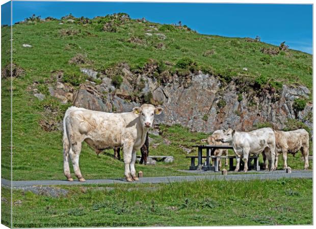 Cattle on Welsh Hilltop Canvas Print by chris hyde