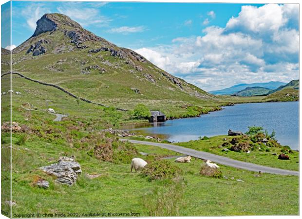 Cregannan Lakes and Livestock Canvas Print by chris hyde