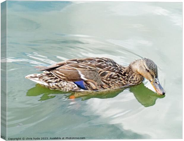Mallard Duck Drinking Canvas Print by chris hyde