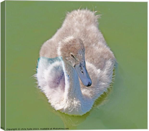 Signet Swan Canvas Print by chris hyde