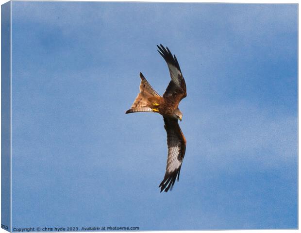 Red Kite hunting Canvas Print by chris hyde