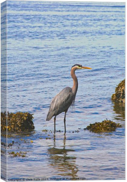 heron wading on foreshore Canvas Print by chris hyde