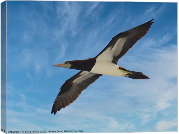 Brown Booby Flying Canvas Print by chris hyde