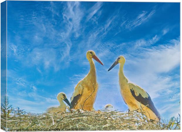 Storks nesting with chick Canvas Print by chris hyde
