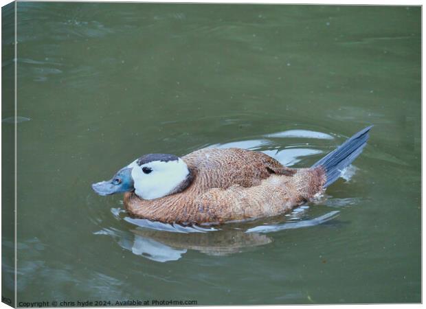 White Headed Duck Canvas Print by chris hyde