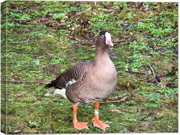 Lesser White Fronted Goose Canvas Print by chris hyde