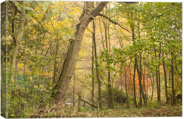 Loggerhead Woods in Autumn  Canvas Print by chris hyde