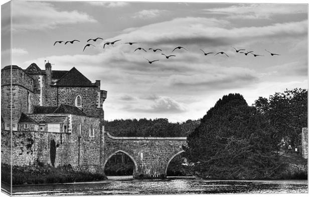 Fly past Canvas Print by David French