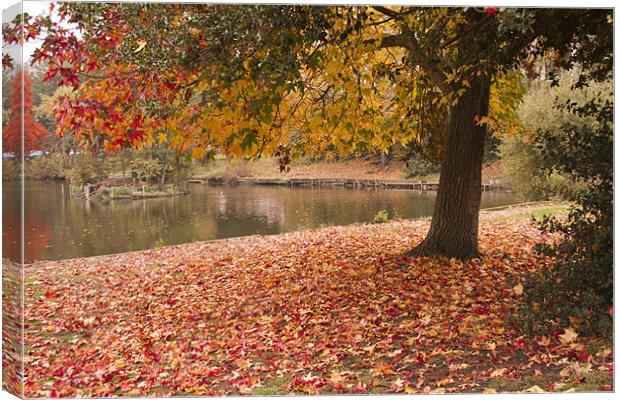 Valence Park  Autumnal Canvas Print by David French