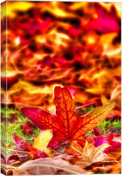 Autumn fractals leafs Canvas Print by David French