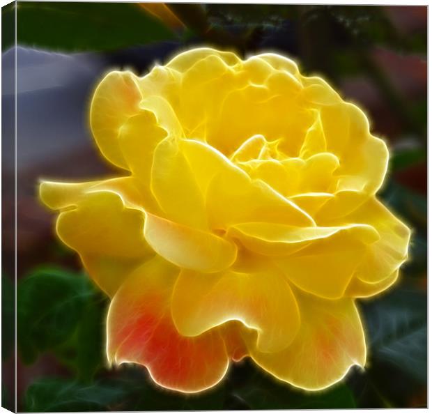 Yellow Rose hint of pink fractals flood Canvas Print by David French