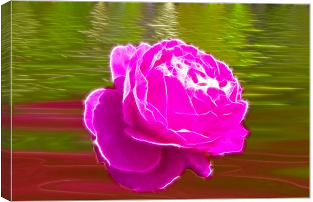 Candy Pink Rose Canvas Print by David French