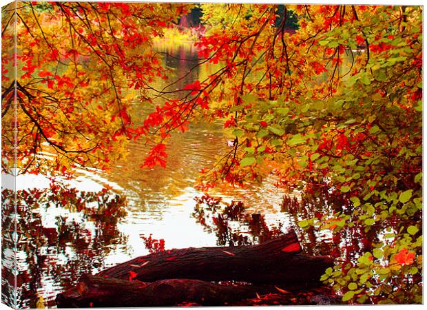 Autumn leafs Canvas Print by David French