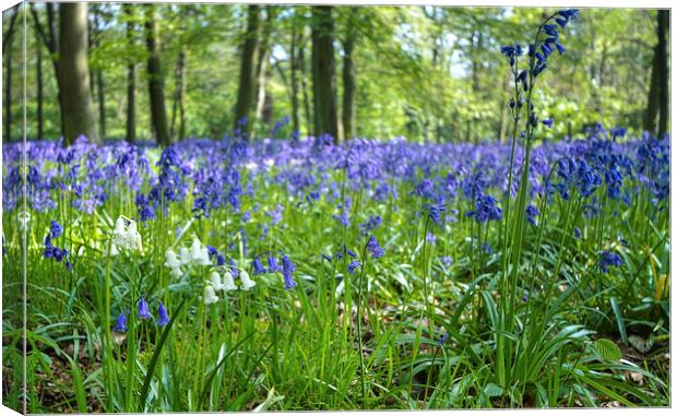 Chalet Wood Wanstead Park Bluebells Canvas Print by David French