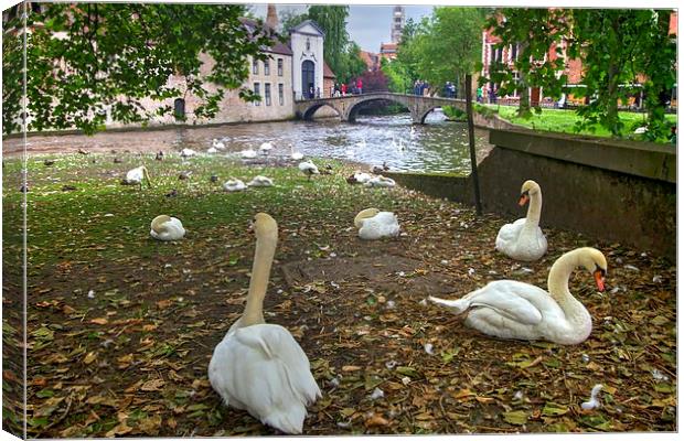 Swans in Bruge Belgium Canvas Print by David French