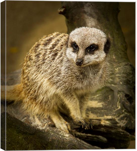  Meerkats  Canvas Print by David French