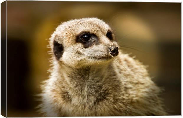 Meerkats   Canvas Print by David French