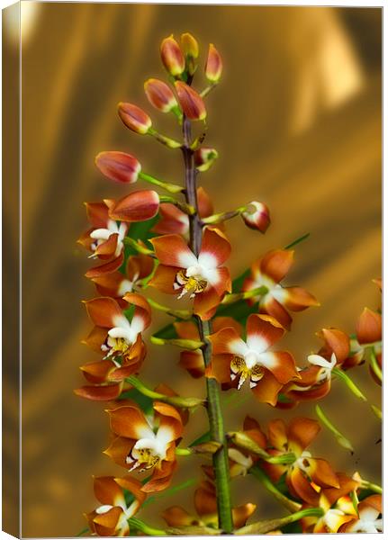 Stunning Orchids Canvas Print by David French