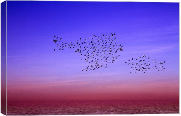 Dancing Birds Norfolk Coast Canvas Print by David French