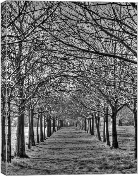 Jogger in the Park Canvas Print by David French