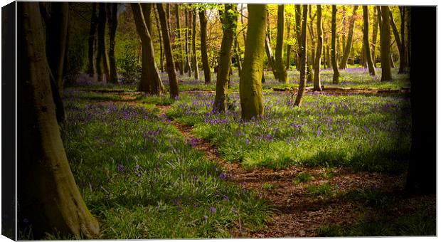 Chalet Bluebell Woods Canvas Print by David French