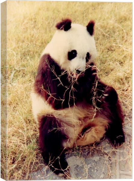 Chinese Giant Panda Canvas Print by David French