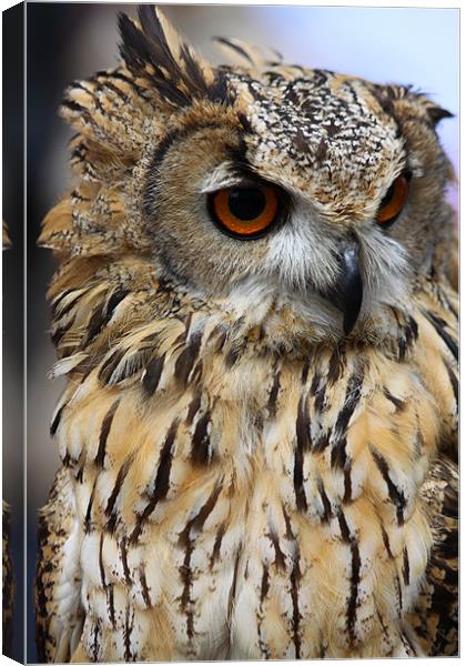Eagle Owl Canvas Print by David French