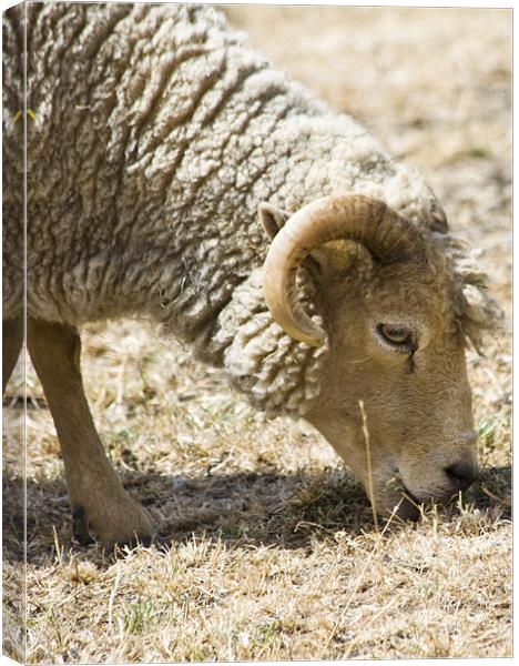 Sheep grazing Canvas Print by David French